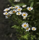 Pyrethrum parthenium. Верхушка цветущего растения. Пермский край, г. Пермь, Кировский р-н, цветочная клумба у административного здания, в культуре. 08.07.2017.