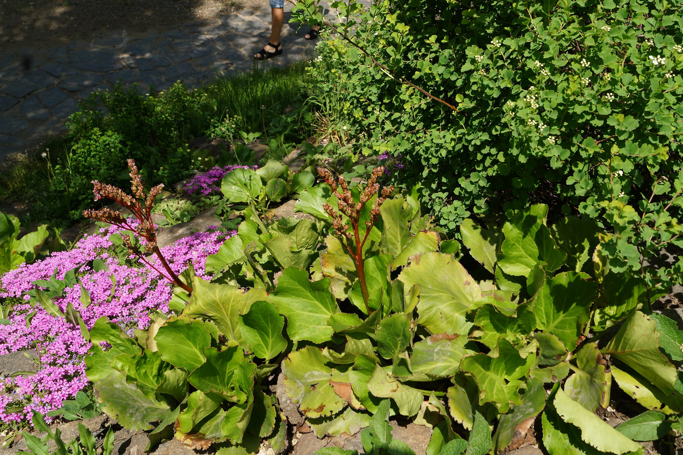 Image of Bergenia crassifolia specimen.