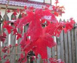 Liquidambar styraciflua
