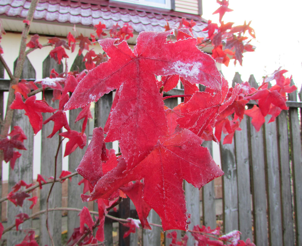 Изображение особи Liquidambar styraciflua.