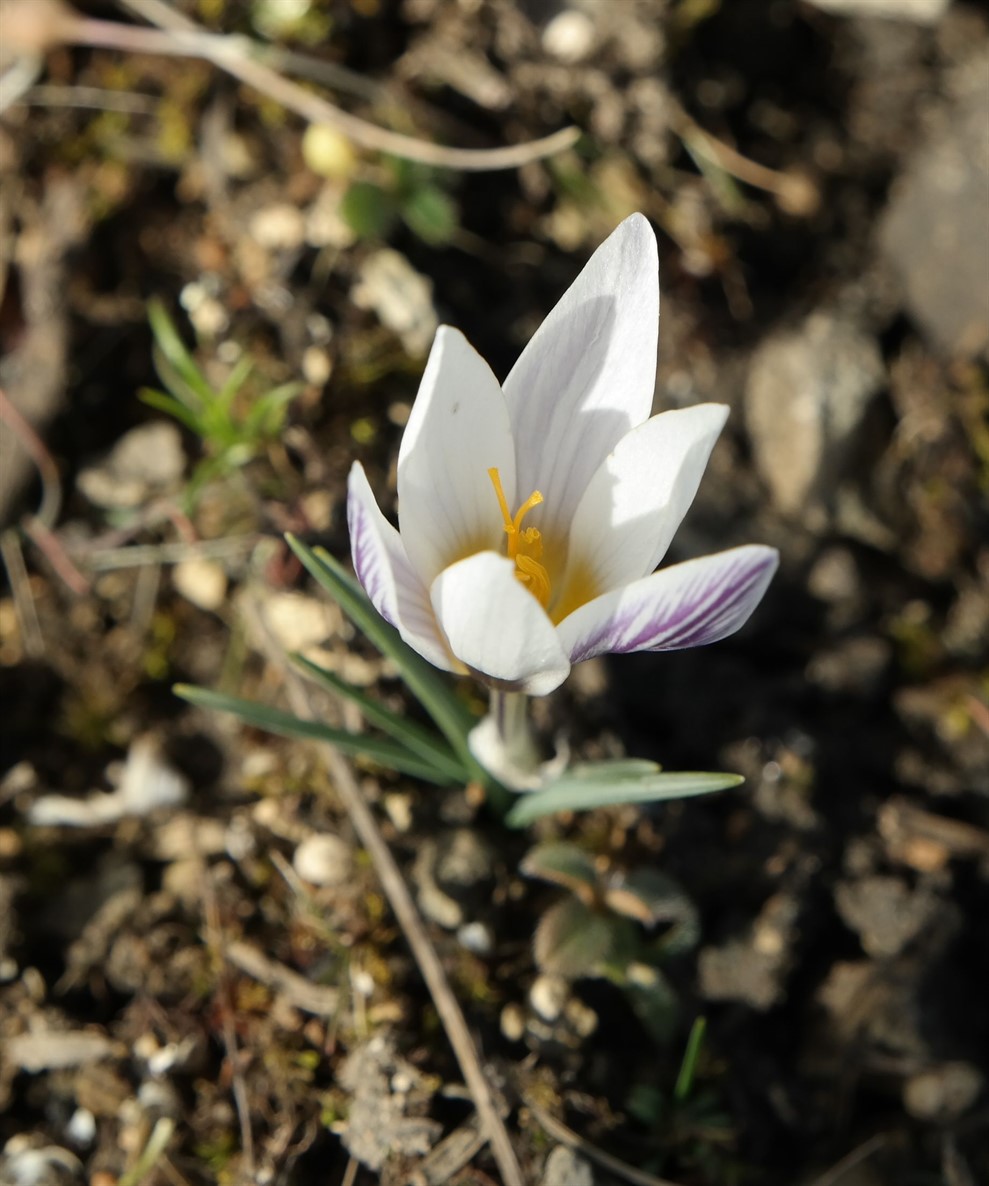 Image of Crocus tauricus specimen.