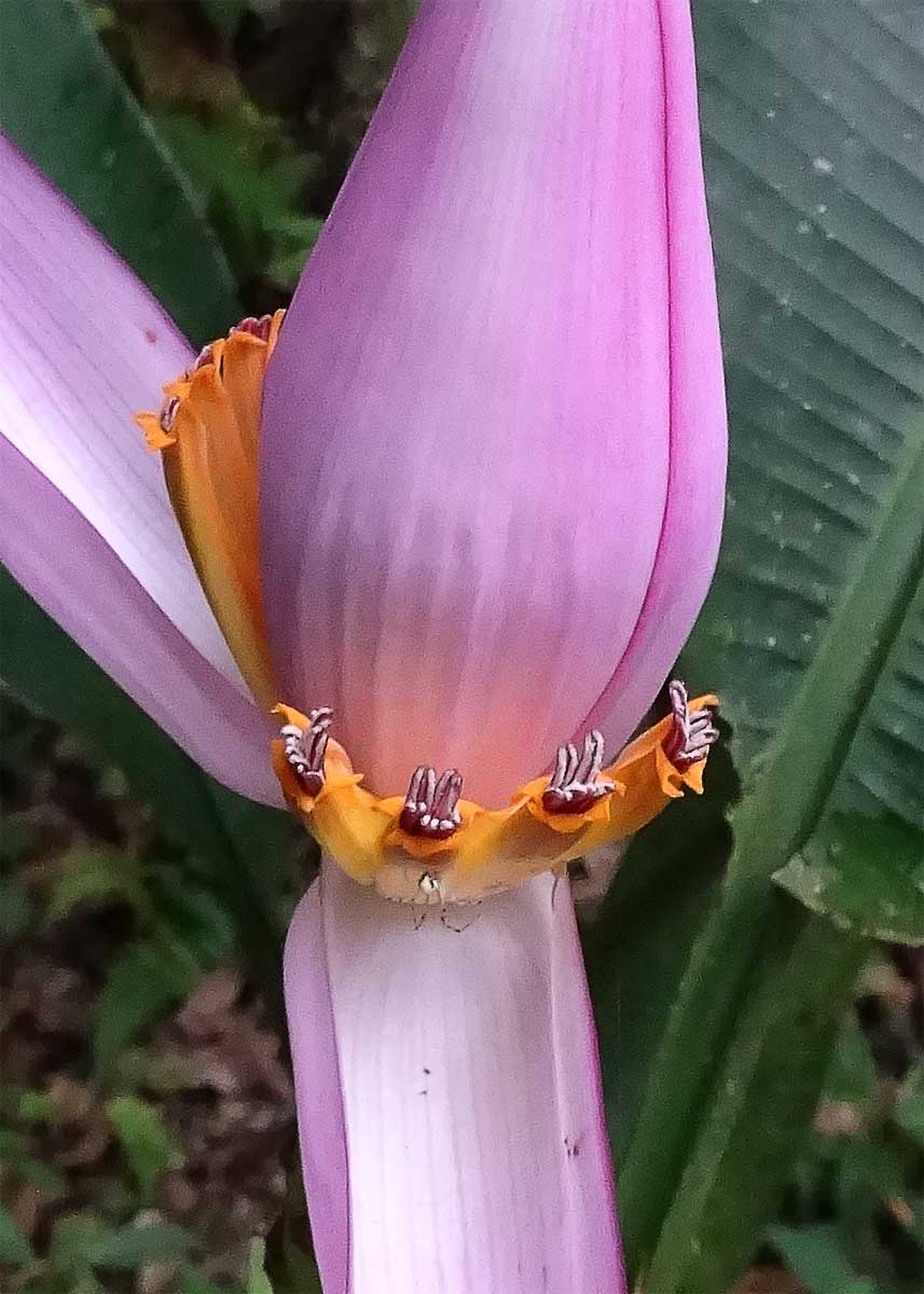 Image of Musa ornata specimen.
