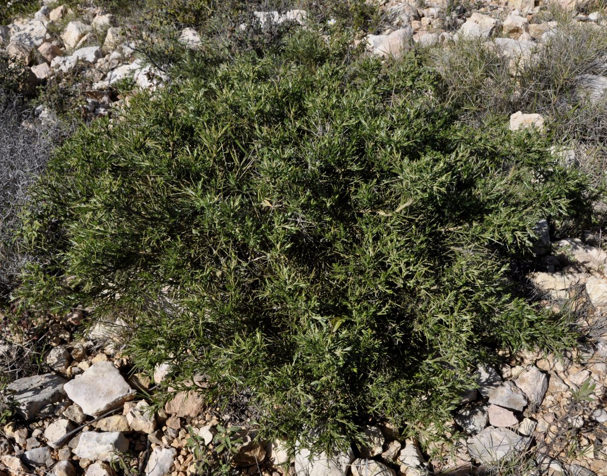 Image of Genista acanthoclada specimen.