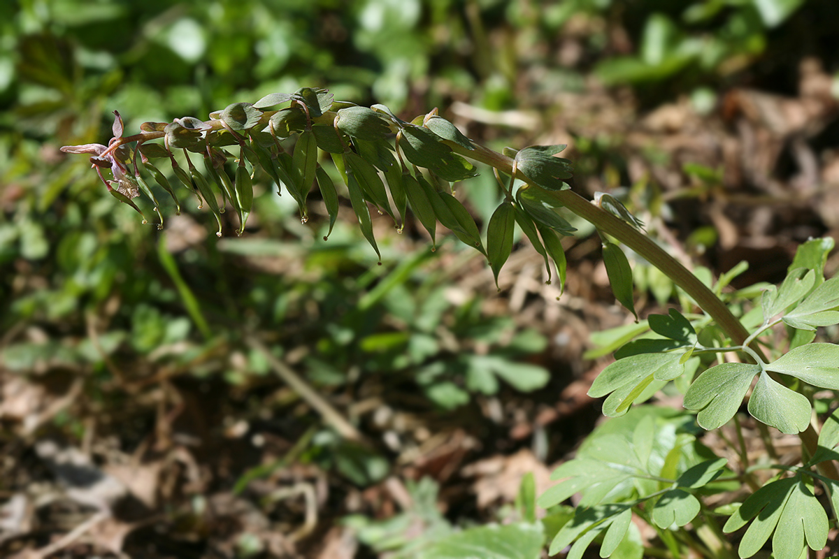 Изображение особи Corydalis solida.