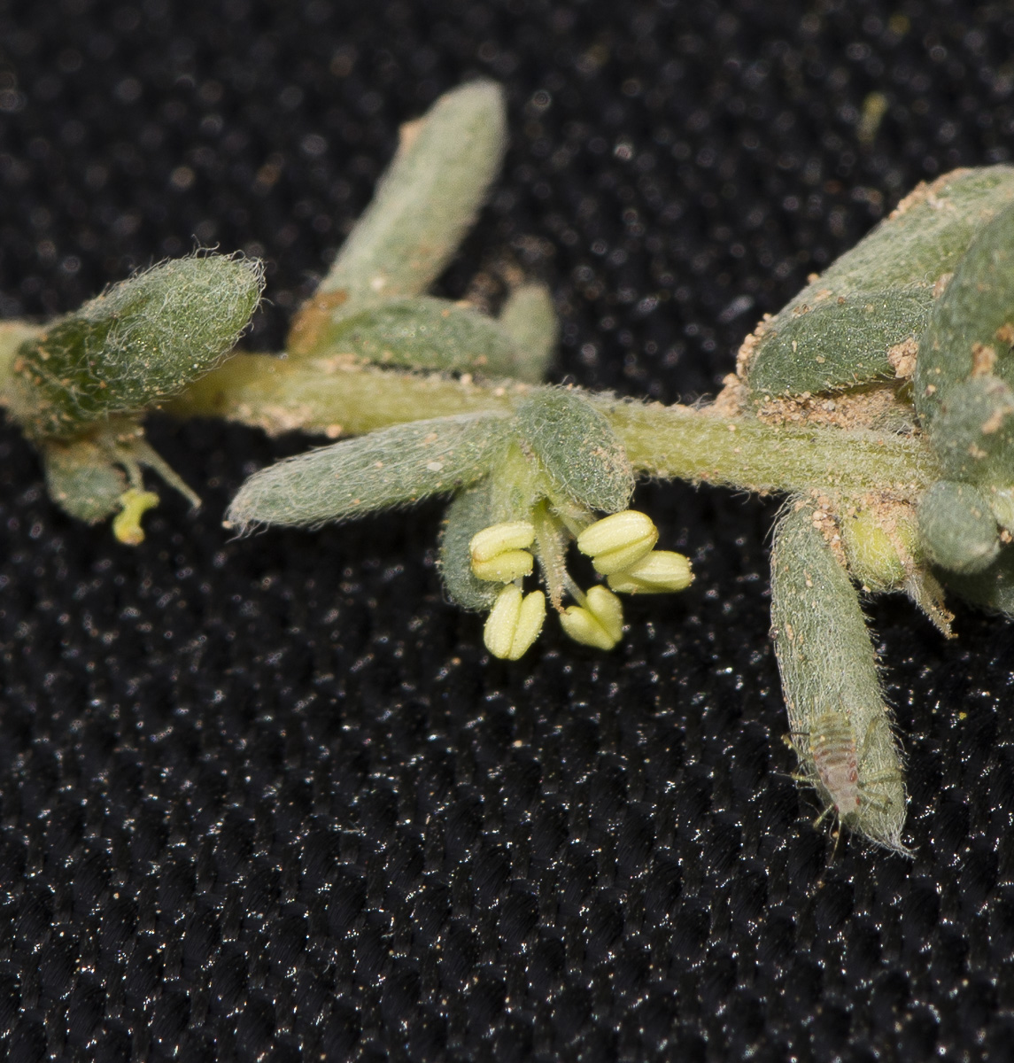 Изображение особи Bassia tomentosa.