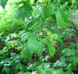 Acer campestre. Ветвь с соцветиями. Украина, Одесская обл., Овидиопольский р-н, окр. пгт Большая Долина. 08.05.2010.