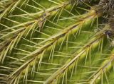 Echinocactus grusonii