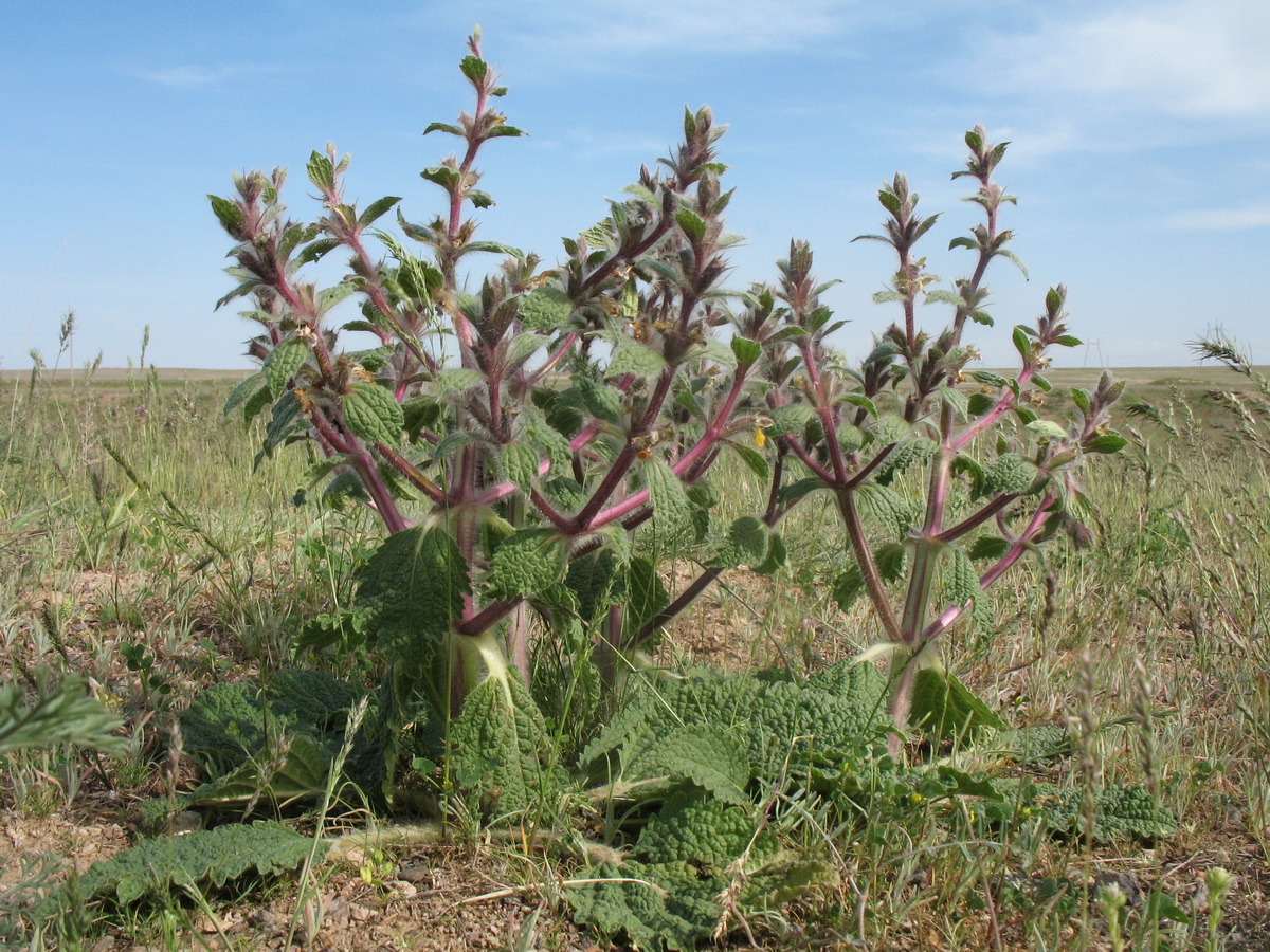 Image of Paraeremostachys dshungarica specimen.