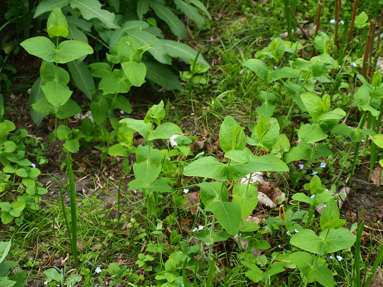 Изображение особи Hypericum bupleuroides.