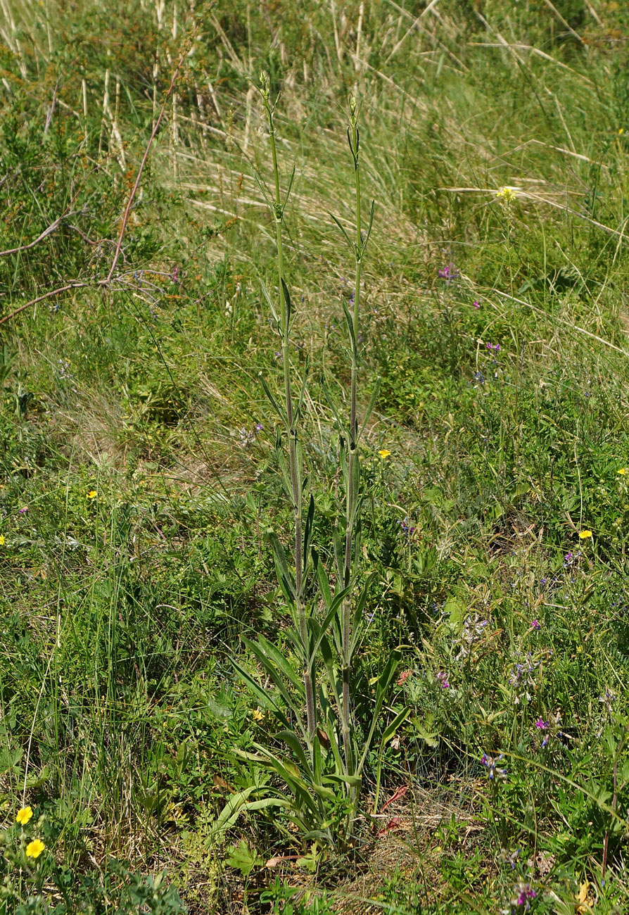 Image of Silene wolgensis specimen.