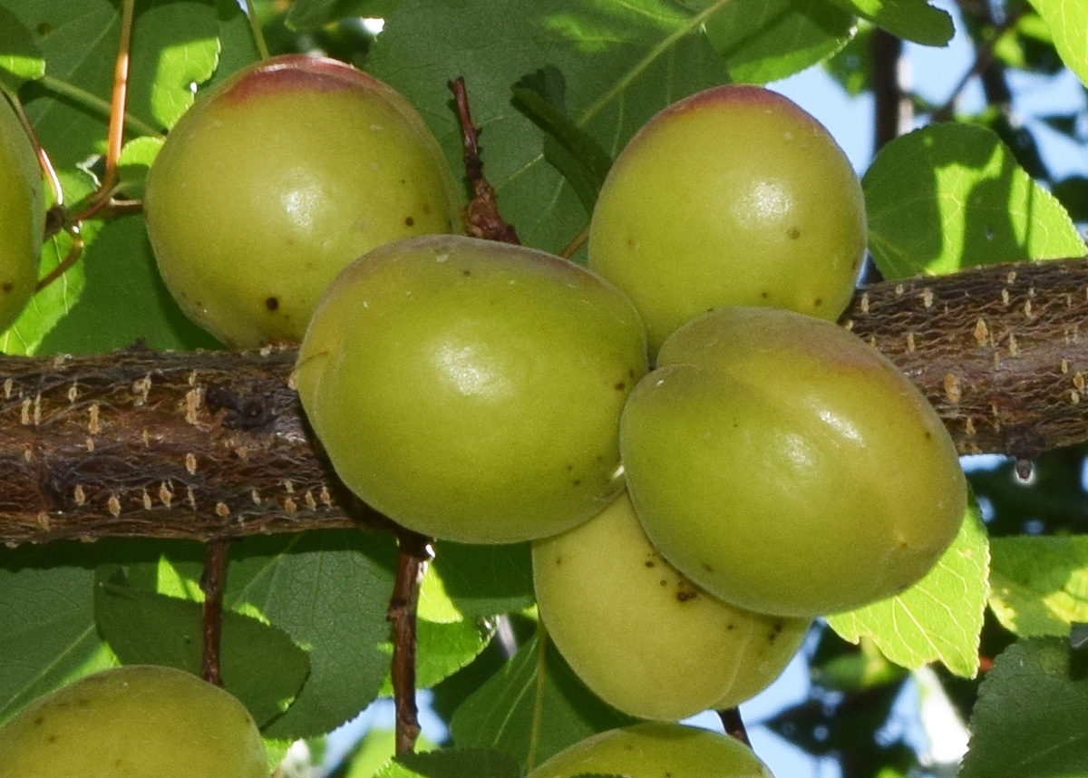 Изображение особи Armeniaca vulgaris.