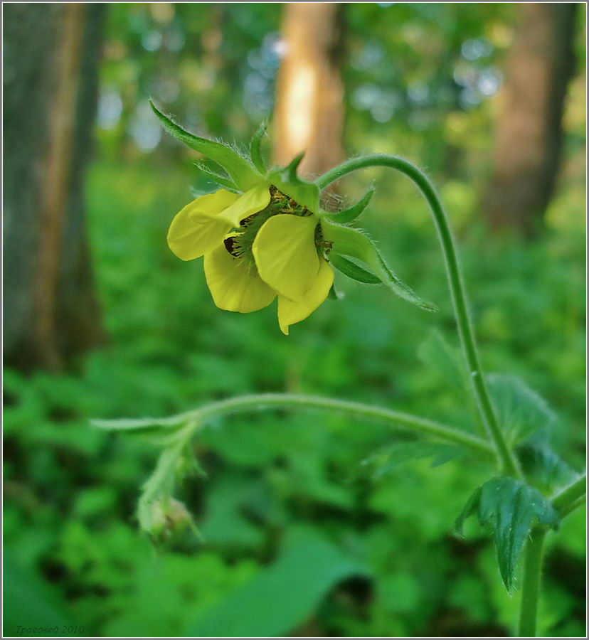 Image of Geum × intermedium specimen.