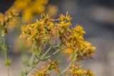 Hypericum veronense