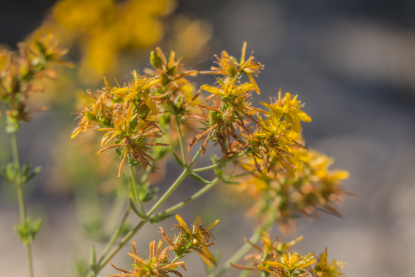 Изображение особи Hypericum veronense.