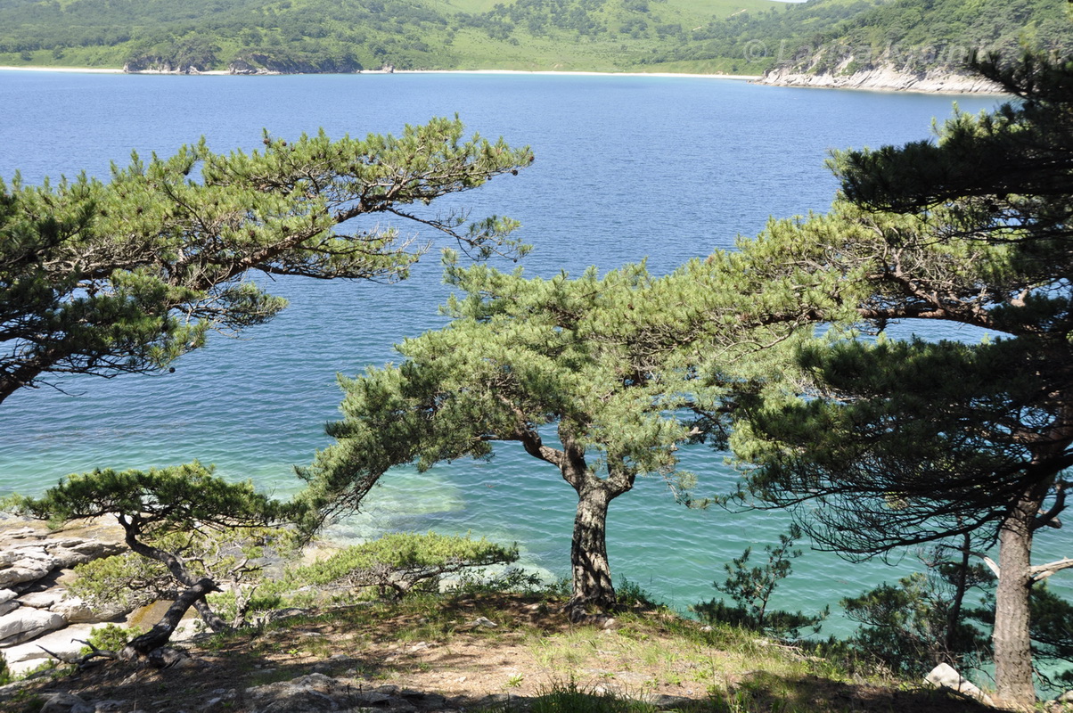 Изображение особи Pinus densiflora.