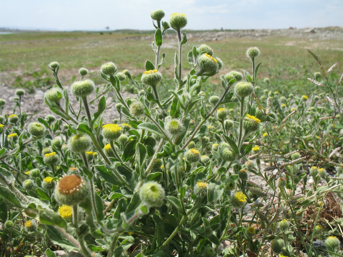 Image of Pulicaria vulgaris specimen.