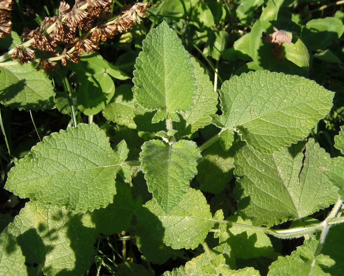 Изображение особи Salvia verticillata.