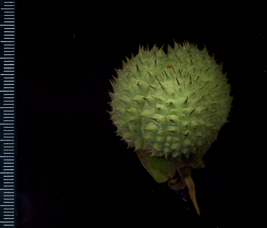 Image of Datura innoxia specimen.