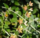 Teucrium fruticans. Плодоносящий побег. Черногория, муниципалитет Будва, пос. Бечичи (Bečići), сорное. Июль 2018 г.