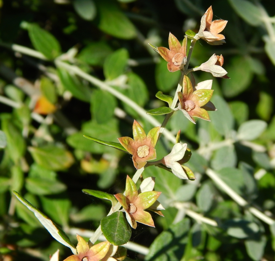 Изображение особи Teucrium fruticans.