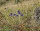 Echinops crispus. Цветущее растение. Башкортостан, Учалинский р-н, Ильчигуловский сельсовет, окр. дер. Мулдашево, хр. Нурали, луговой склон, ≈ 700 м н.у.м. 7 сентября 2018 г.