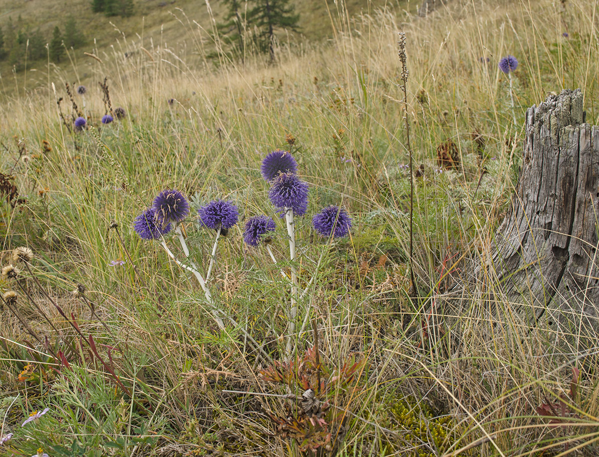 Изображение особи Echinops crispus.