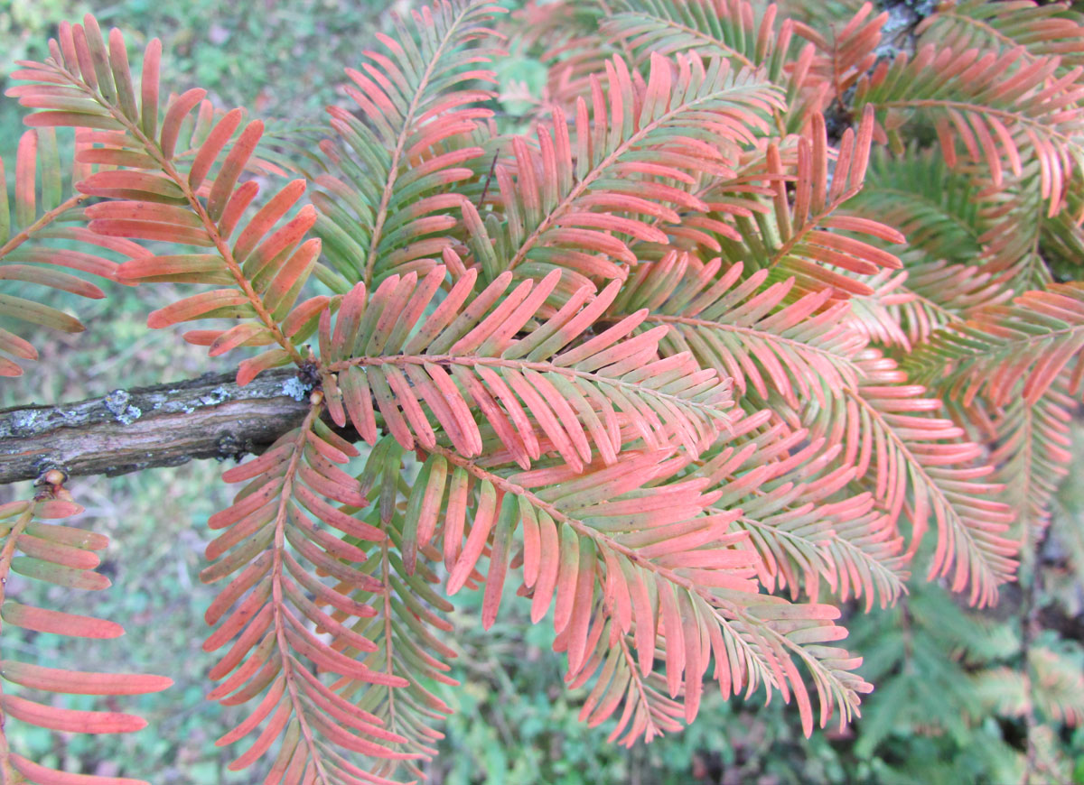 Image of Metasequoia glyptostroboides specimen.