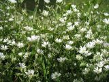 Stellaria brachypetala