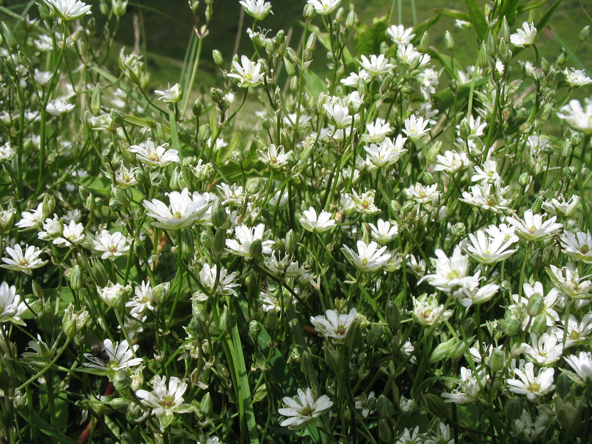 Image of Stellaria brachypetala specimen.