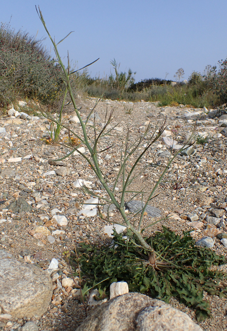 Image of Chondrilla juncea specimen.