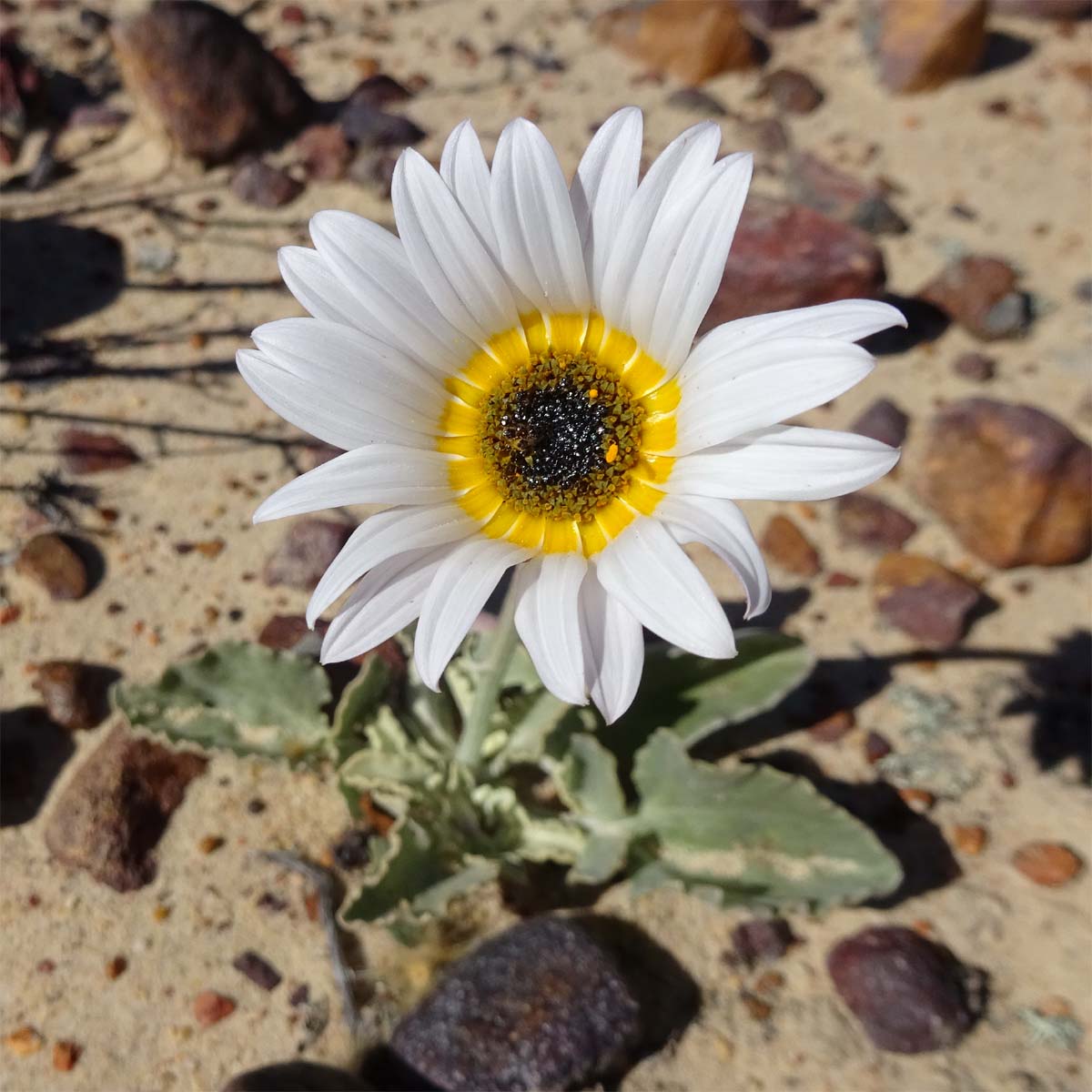 Image of Arctotis angustifolia specimen.