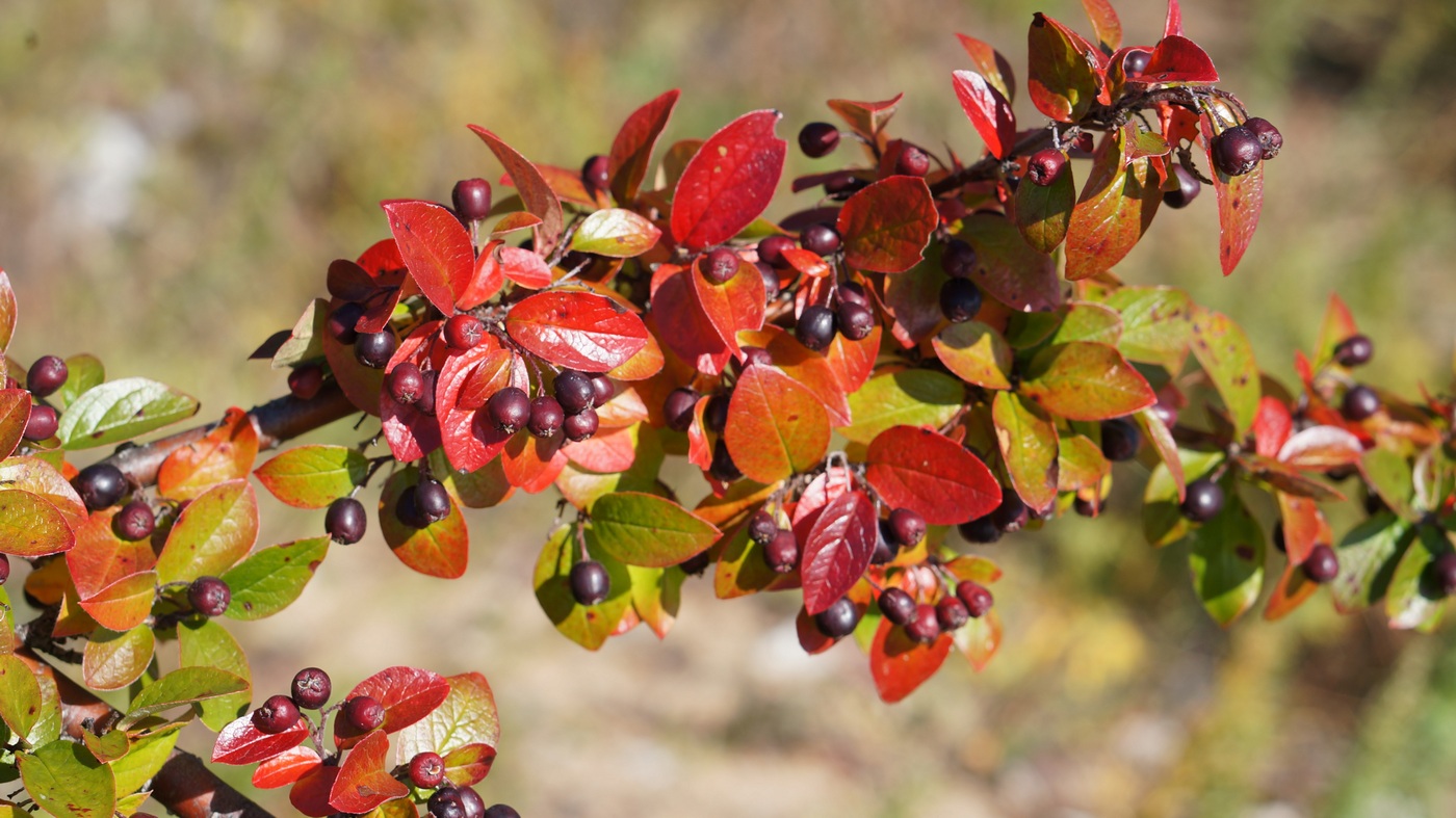 Изображение особи Cotoneaster lucidus.