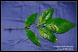 Sambucus racemosa