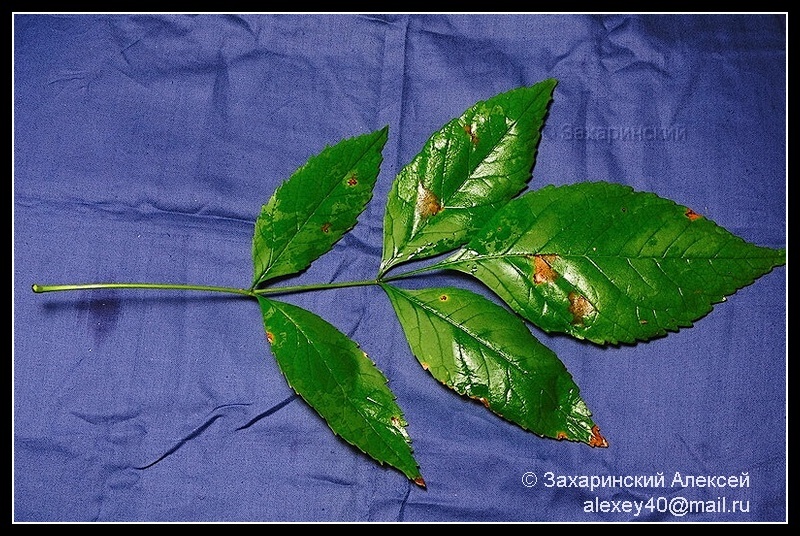 Image of Sambucus racemosa specimen.