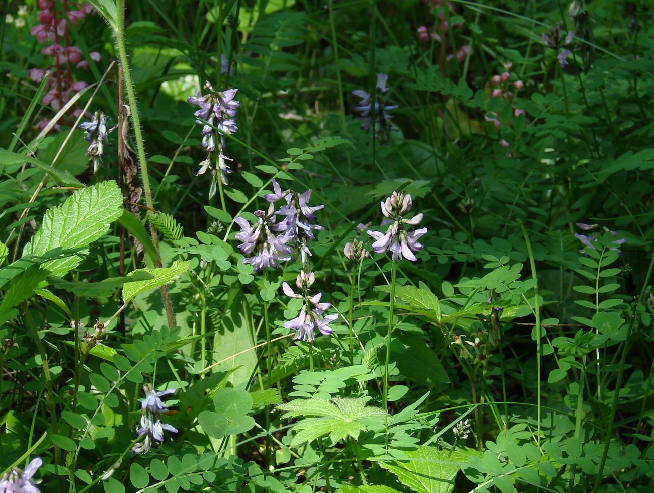 Image of Astragalus alpinus specimen.