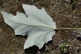 Populus alba. Лист (вид с абаксиальной стороны). Казахстан, Восточно-Казахстанская обл., г. Усть-Каменогорск, Архитектурно-ландшафтный музей-заповедник, в культуре. 26.08.2018.