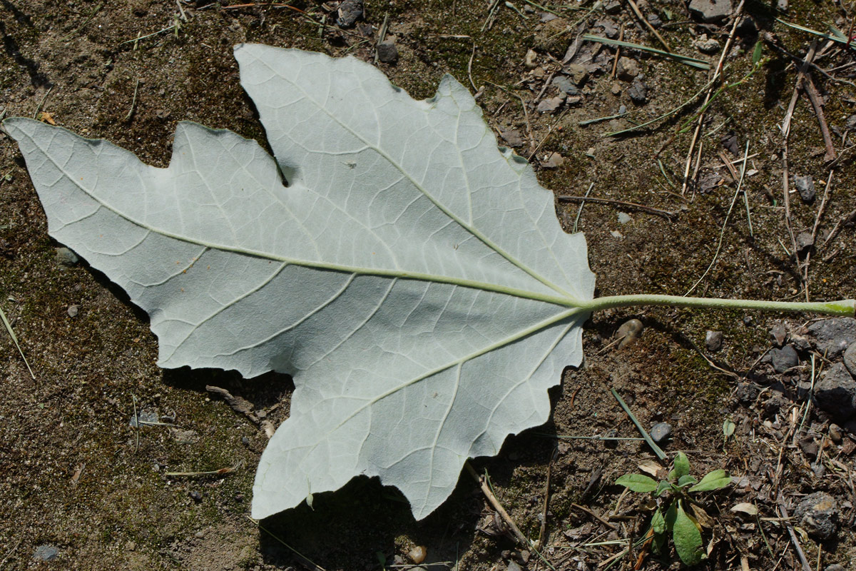 Изображение особи Populus alba.