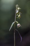 Image of taxon representative. Author is Александр Перевозов