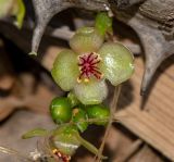 Alluaudia ascendens