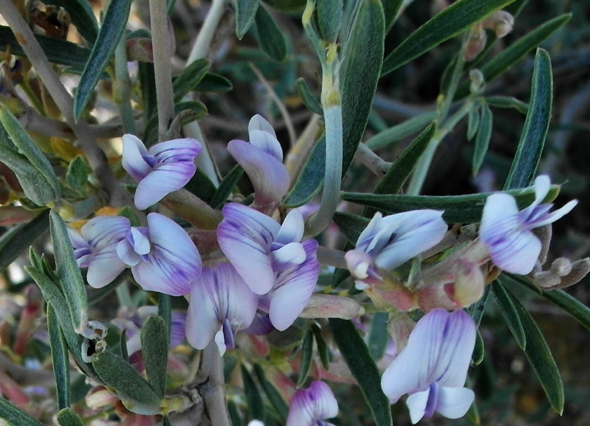 Image of Astragalus ammodendron specimen.