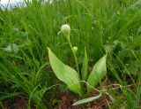 Erythronium sibiricum