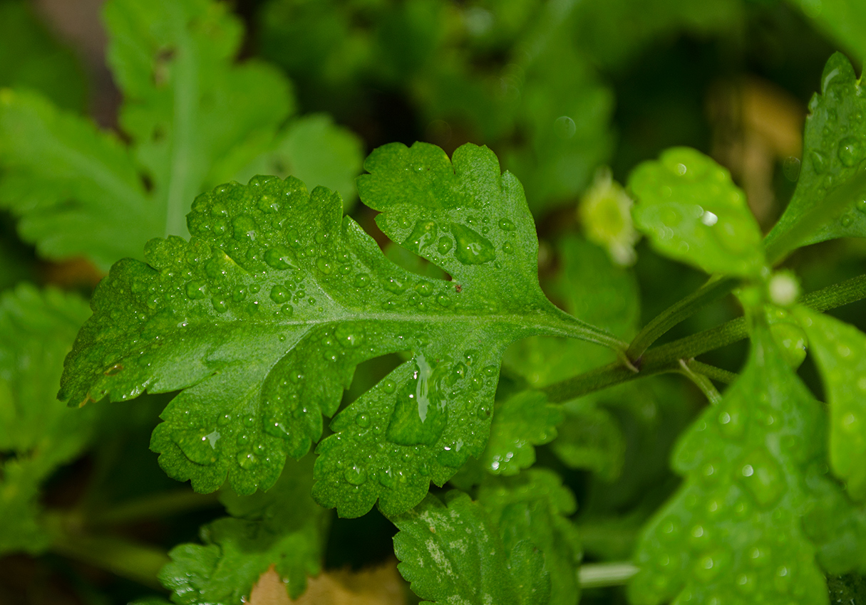 Изображение особи Pyrethrum parthenium.