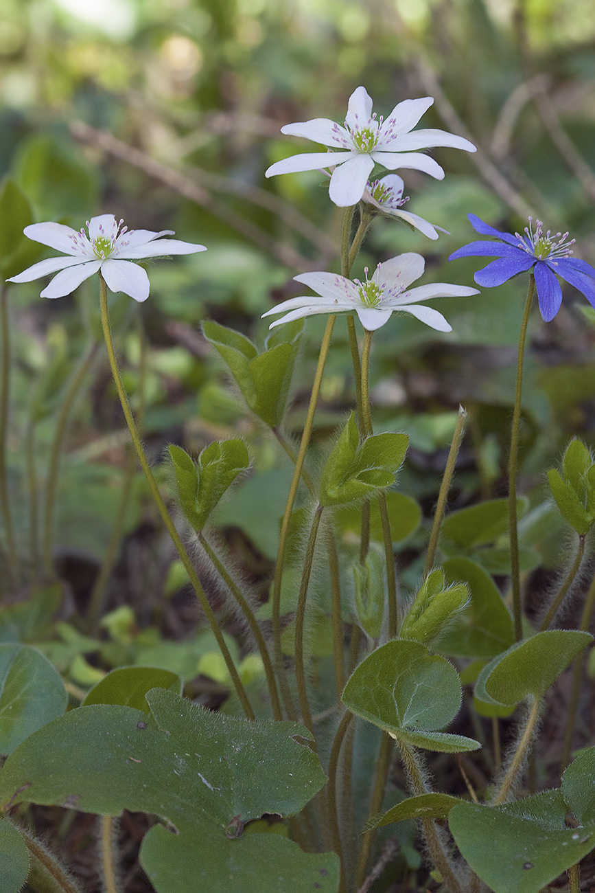 Image of Hepatica nobilis specimen.