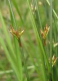 Juncus filiformis