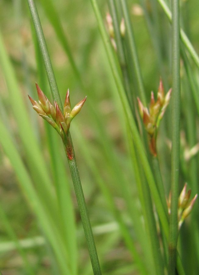 Изображение особи Juncus filiformis.