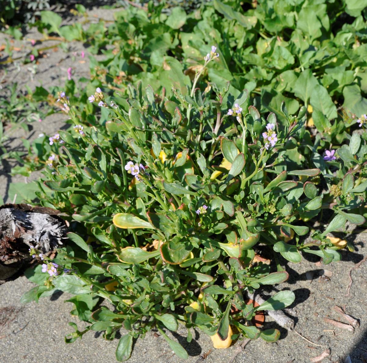 Image of Cakile maritima ssp. integrifolia specimen.