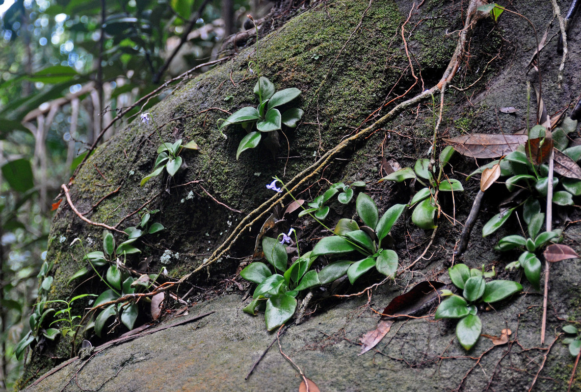 Image of Henckelia argentea specimen.