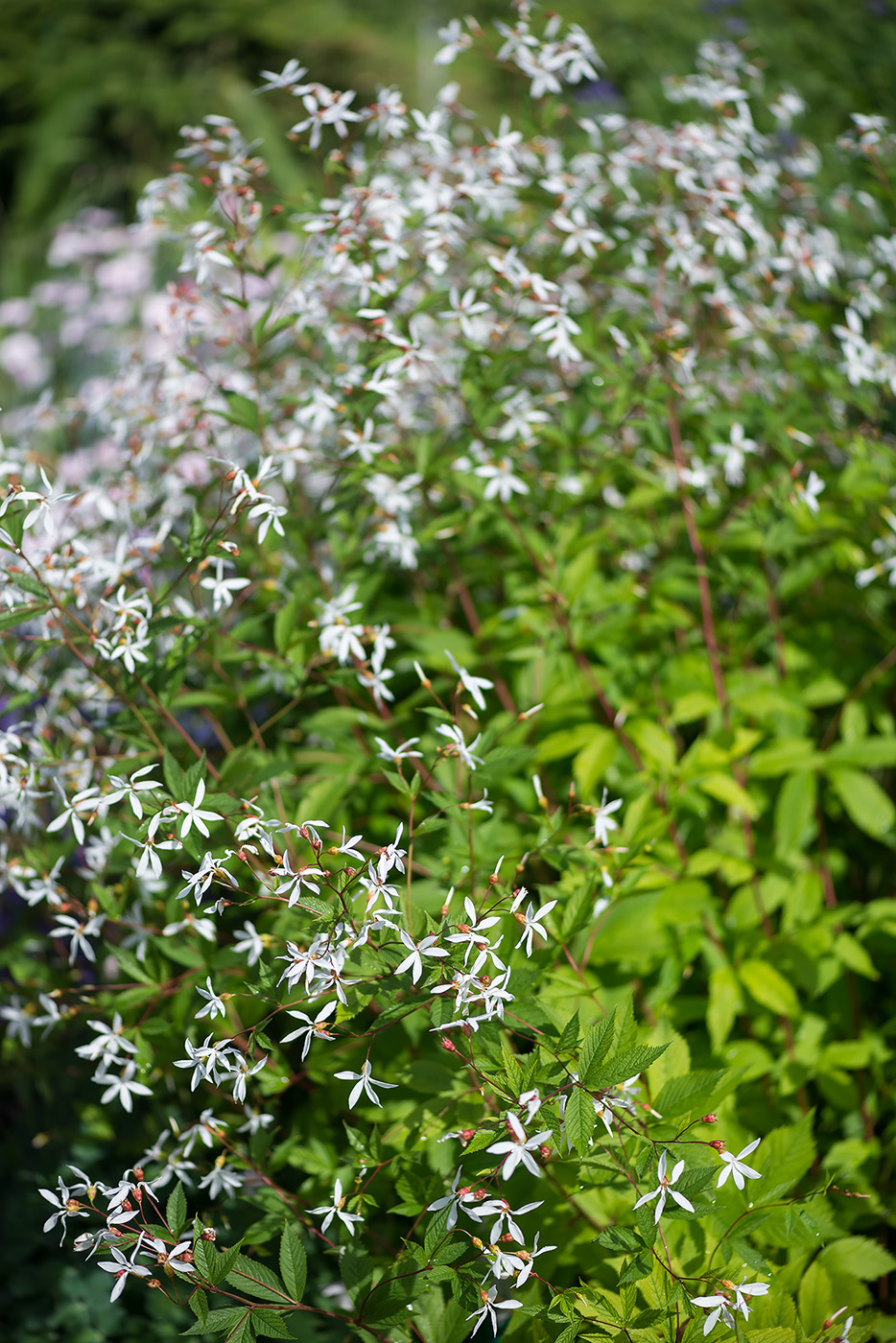 Image of Gillenia trifoliata specimen.