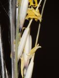 Stipagrostis ciliata