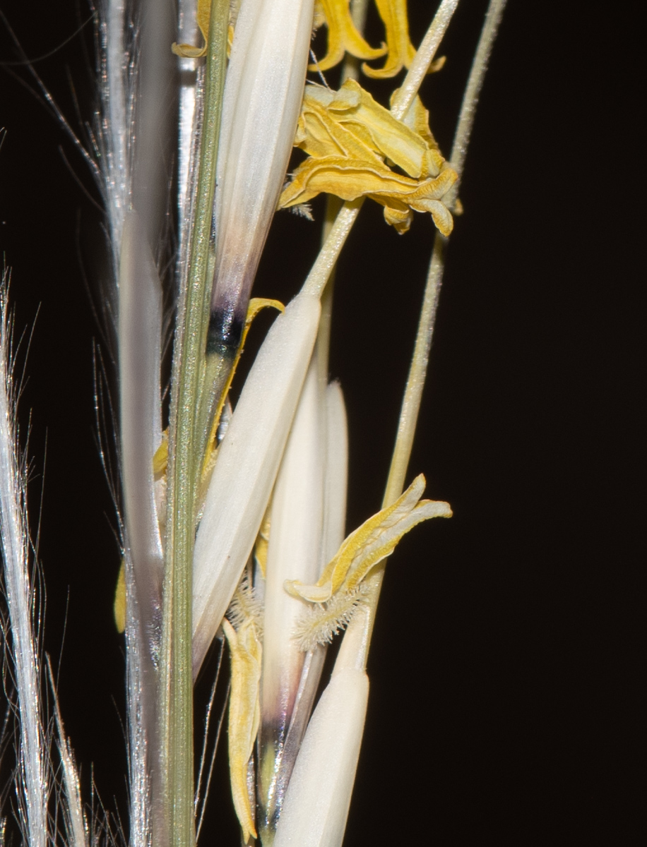 Image of Stipagrostis ciliata specimen.